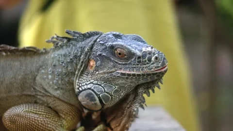 Closeup large orange iguana. Bali, Indonesia. Stockbeeldmateriaal 262432935
