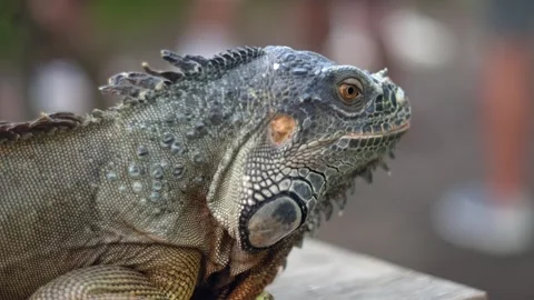 Closeup large orange iguana. Bali, Indonesia. Stock Footage 262509666