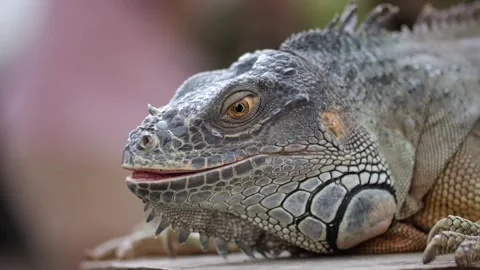 Closeup large orange iguana. Bali, Indonesia. Stock Footage 262607622