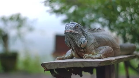 Closeup large orange iguana. Bali, Indonesia. Stock Footage 266880190