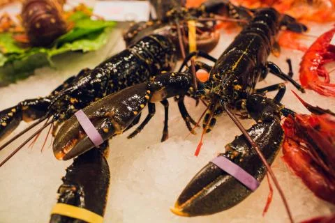 Closeup of large raw dark red prawns shrimp crustacean lobster crawfish seafood 스톡 사진