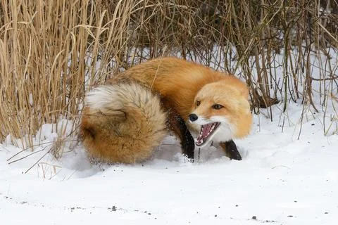 Closeup of large red fox with very bushy tail showing teeth Stock Photos
