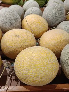 Closeup of large ripe melon fruit Stock Photos