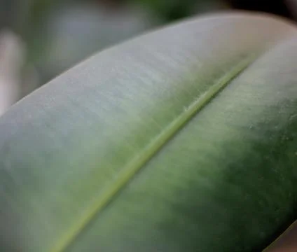 Closeup of a Large Rubber Leaf Foto stock