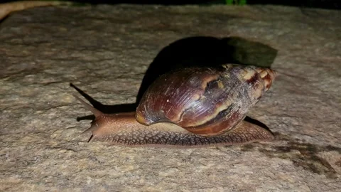 Closeup of a large snail with a big shell or a giant African snail crawling.. Stock Footage 263806180