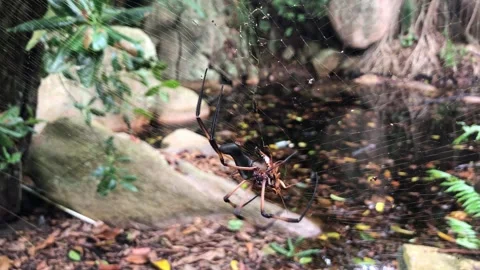 Closeup Large Spider Injecting Venom Cockroach Prey in Web Curieuse Seychelles Stock Footage 244066368