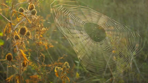 Closeup of a large spider web in the grass in the fall. Video stock 115629086