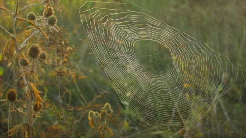 Closeup of a large spider web in the grass in the fall. Vídeo Stock 115630218