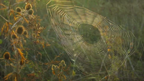 Closeup of a large spider web in the grass in the fall. Vídeos de archivo 115646519
