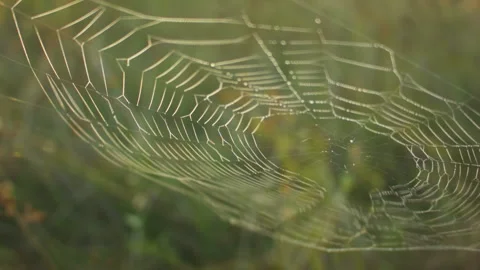 Closeup of a large spider web in the grass in the fall. Видео 115650213