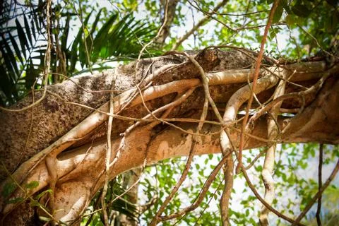 Closeup large strong twisted tree branch with liana Fotos de archivo