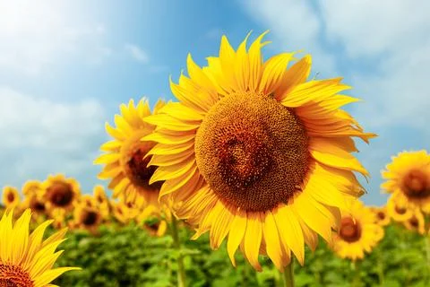 Closeup of a large sunflower in spring. Stock Photos