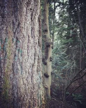 Closeup of large tree trunk and smaller tree Fotos Stock