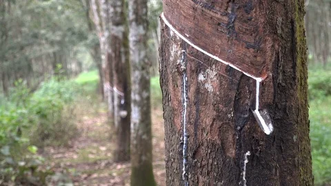 Closeup of latex dripping from a rubber tree in Indonesia Video stock 78428157