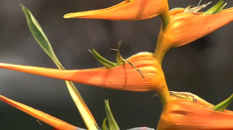 Closeup of latispatha Stock Footage 940036