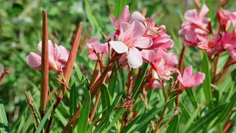 Closeup of laurel flowers. Stock Footage 135607070