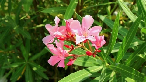 Closeup of laurel flowers. Stock Footage 135607346
