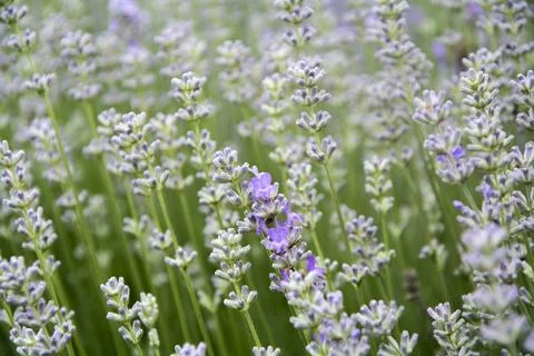Closeup of a lavender that is about to bloom Stock Photos