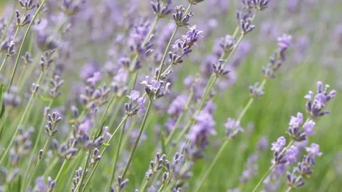 Closeup lavender blooms Stock Footage 121327712