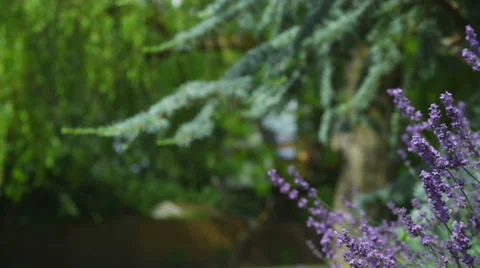 Closeup of lavender blowing in wind, dolly movement Stock-Footage 62281732