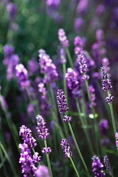 Closeup of Lavender flower afield at sunset rays Stock Photos