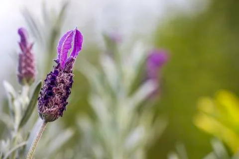Closeup of a lavender flower against green bokeh background Stock Photos