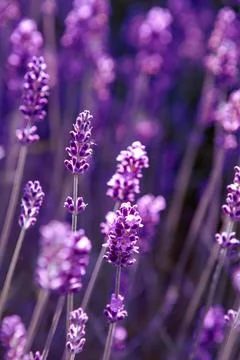Closeup of Lavender flower field at sunset rays Stock Photos