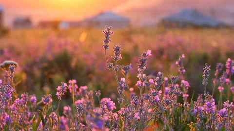 Closeup of lavender plants in a field Stock Footage 24950192