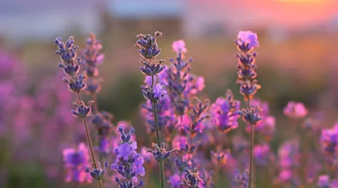 Closeup of lavender plants in a field Vídeo Stock 24950226