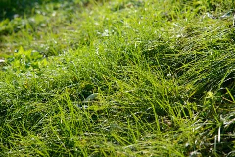 Closeup of lawn Stock Photos