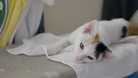 Closeup lazy kitten laying down looking at camera Video stock 150651844