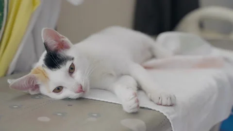Closeup lazy kitten laying down looking at camera 스톡 동영상 150653152