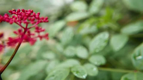 Closeup on leaf and POV Stock Footage 138593481