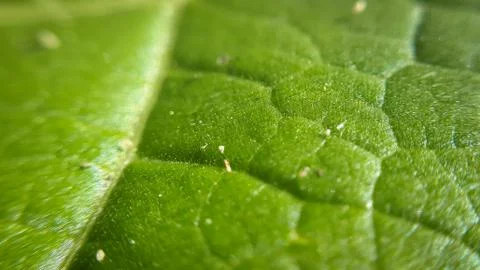 Closeup leaf background. Abstract macro plant pattern. Botany texture. Stock Photos