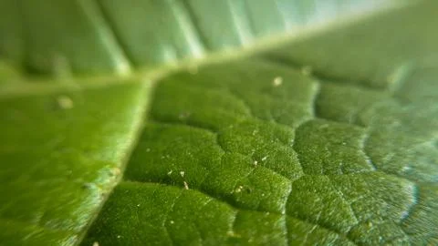 Closeup leaf background. Abstract macro plant pattern. Botany texture. Stock Photos