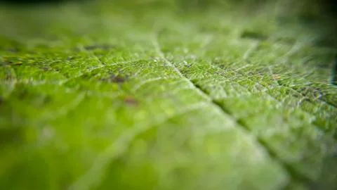 Closeup leaf background. Abstract macro plant pattern. Botany texture. Stock Photos