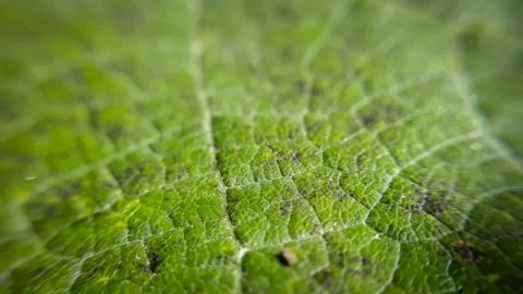 Closeup leaf background. Abstract macro plant pattern. Botany texture. Stock Photos