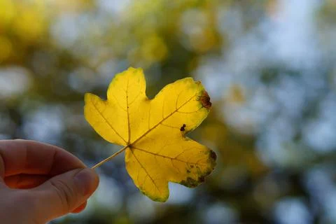 Closeup of Leaf with bokeh Photos