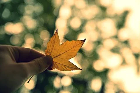 Closeup of Leaf with bokeh Photos