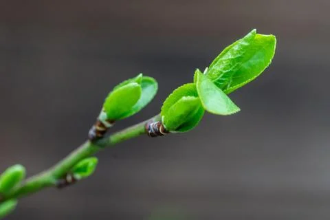 Closeup of leaf buds of a plum tree Stock Photos