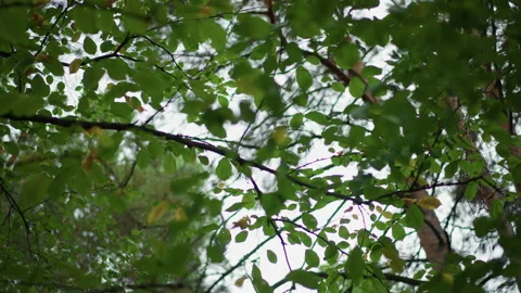 Closeup Leaf Canopy With Texture And Translucent Green Panels Against Bright Sky Stock Footage 324819899