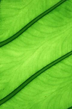 Closeup leaf detail Stock Photos