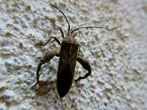 Closeup of Leaf-footed bug, Coreidae is a large family of predominantly sap-s Stock Photos