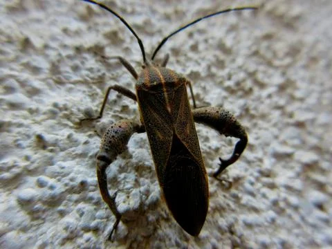 Closeup of Leaf-footed bug, Coreidae is a large family of predominantly sap-s Stock Photos