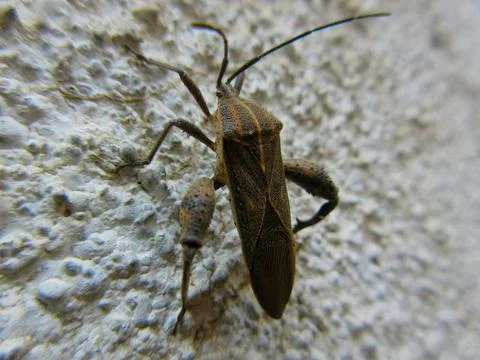 Closeup of Leaf-footed bug, Coreidae is a large family of predominantly sap-s Stock Photos