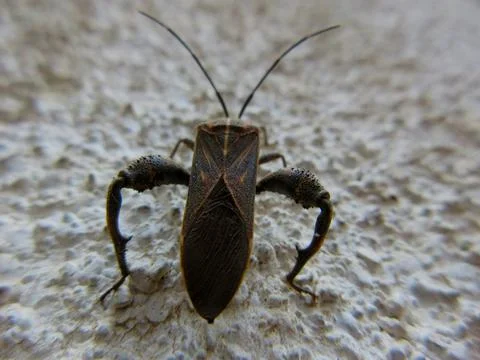 Closeup of Leaf-footed bug, Coreidae is a large family of predominantly sap-s 写真素材