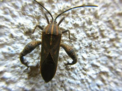 Closeup of Leaf-footed bug, Coreidae is a large family of predominantly sap-s Stock Photos