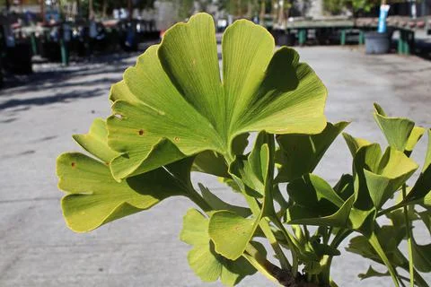 Closeup of the leaf on a ginkgo tree Stock Photos
