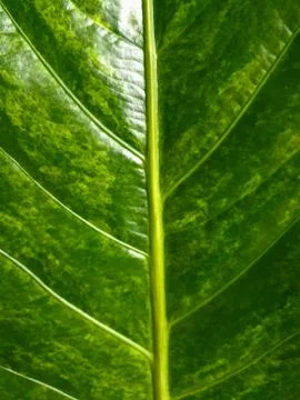 Closeup of a leaf / a green leaf with lots of veins / shallow dof Stock Photos