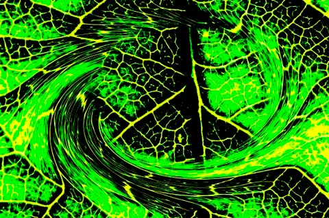 Closeup of a leaf Stock Illustration